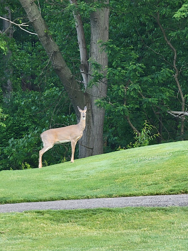Public Golf Course «Turkeyfoot Golf Course», reviews and photos, 294 W Turkeyfoot Lake Rd, Akron, OH 44319, USA