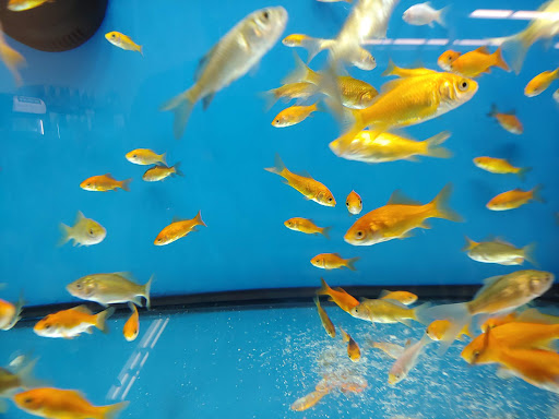 Pet Supply Store «Petco Animal Supplies», reviews and photos, 5120 E Bay Dr, Clearwater, FL 33764, USA