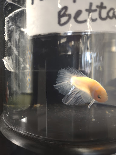 Pet Supply Store «Mellisa’s PET DEPOT», reviews and photos, 83 Faunce Corner Mall Rd, Dartmouth, MA 02747, USA