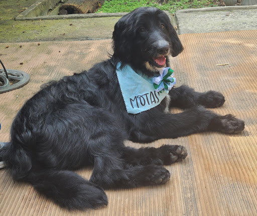 Pet Store «Rainbow Pet Supplies», reviews and photos, 3940 58th St, Woodside, NY 11377, USA