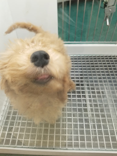 Pet Store «Petland Las Vegas», reviews and photos, 8800 W Charleston Blvd #3, Las Vegas, NV 89145, USA