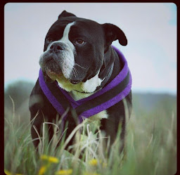 Rudi's Pet Services - Pet Sitting, Dog Walker, Dog Training & Behaviour