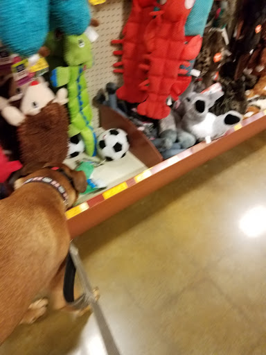 Pet Supply Store «PetSmart», reviews and photos, 2940 Chapel Hill Rd, Douglasville, GA 30135, USA