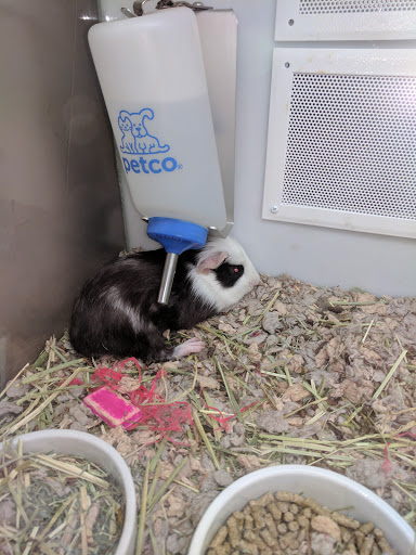 Pet Supply Store «Petco Animal Supplies», reviews and photos, 300 Quaker Ln #3, Warwick, RI 02886, USA