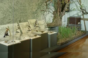 Naturkundemuseum Reutlingen image