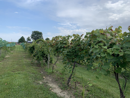 Winery «Byler Lane Winery», reviews and photos, 5858 Co Rd 35, Auburn, IN 46706, USA