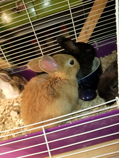 Animal Feed Store «Cerri Family Feed», reviews and photos, 2949 S Airport Way, Stockton, CA 95206, USA