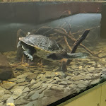 Photo n° 29 de l'avis de Ahmed. fait le 30/07/2023 à 19:00 pour Zoo Thoiry à Thoiry