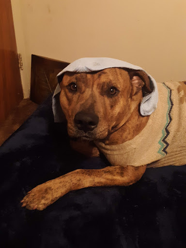 Pet Supply Store «Petco Animal Supplies», reviews and photos, 911 N Stratford Rd c, Moses Lake, WA 98837, USA