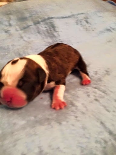 Animal Shelter «South Suburban Humane Society», reviews and photos