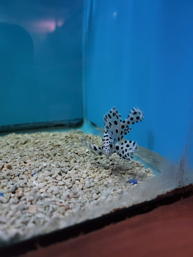 Tropical Fish Store «Ocean Aquarium», reviews and photos, 6820 E Black Horse Pike, Egg Harbor Township, NJ 08234, USA