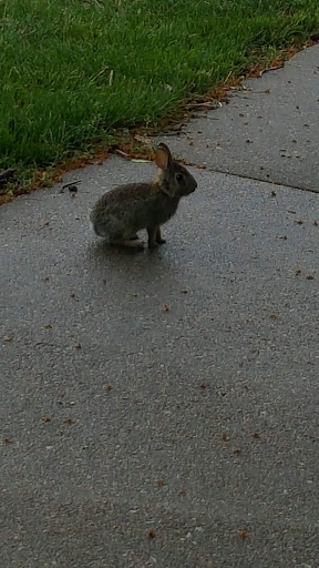 Golf Course «Tregaron Golf Course», reviews and photos, 13909 Glengarry Cir, Bellevue, NE 68123, USA