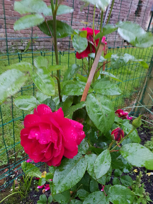 Photos des visiteurs Chambre d'hôtes Emiel Michel 14590 Le Pin