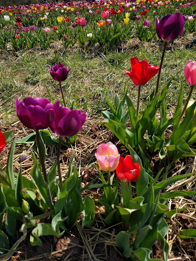 Tourist Attraction «Burnside Farms - Flower Fields», reviews and photos, 15441 Haymarket Dr, Haymarket, VA 20169, USA