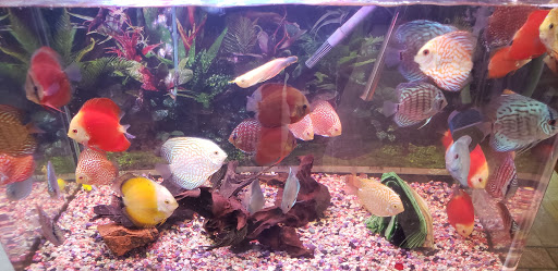 Aquarium «P&P Tropical Fish», reviews and photos, 5020 Ball Rd, Cypress, CA 90630, USA