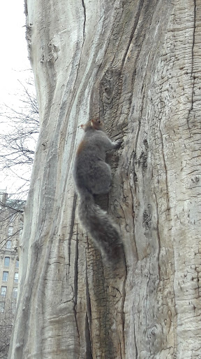 Park «Madison Square Park», reviews and photos, 11 Madison Ave, New York, NY 10010, USA