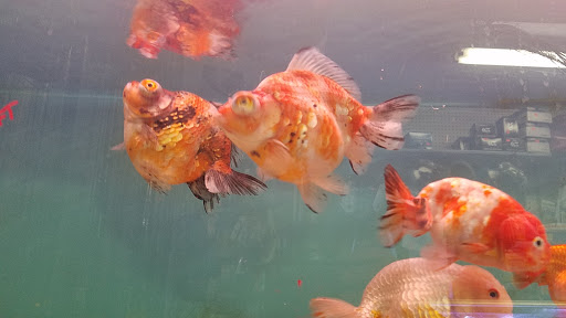 Aquarium «Pacific Aquarium & Plant Inc», reviews and photos, 46 Delancey St #1, New York, NY 10002, USA