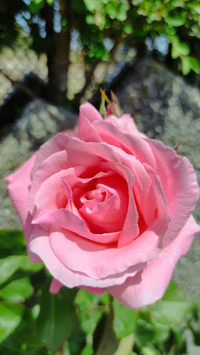 Florista Gonzaga