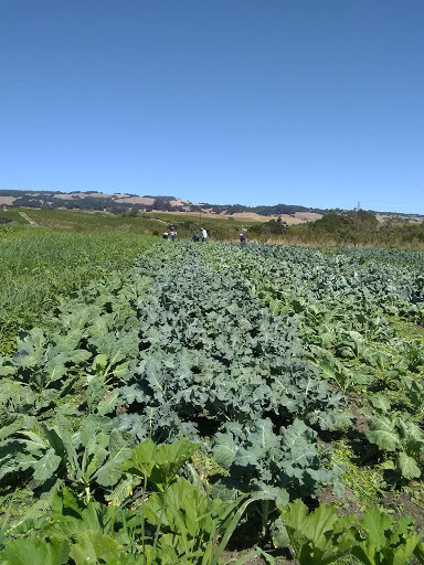 Produce Market «Green String Farm», reviews and photos, 3571 Old Adobe Rd, Petaluma, CA 94954, USA