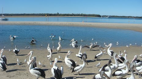 Plasterer in Labrador, QLD, Australia
