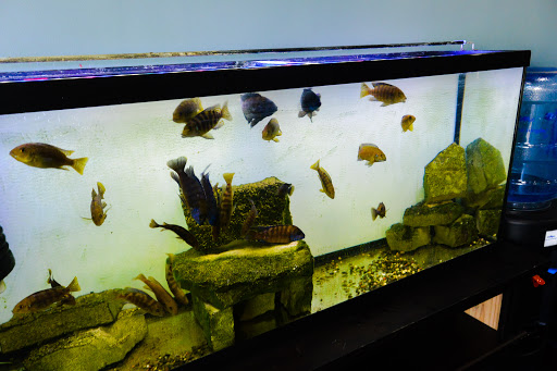 Auto Repair Shop «Sorenson Automotive, Inc - Subaru Repair Specialists Mn», reviews and photos, 12500 Nevada Ave S, Savage, MN 55378, USA