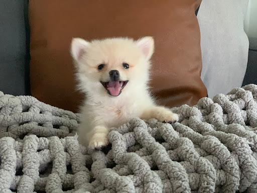 Pet Store «Puppies N Love», reviews and photos, 7700 W Arrowhead Towne Center, Glendale, AZ 85308, USA