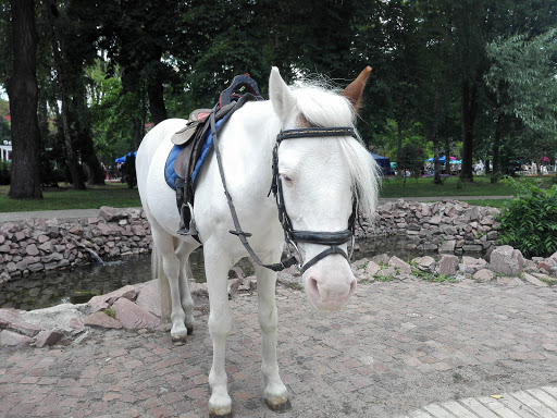 Places to ride a horse in Kiev