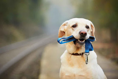 Noel Pepin Canine Dog Behaviour Specialist