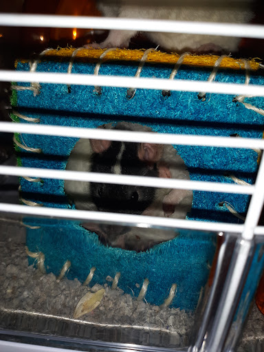 Pet Store «Windy City Pet Store», reviews and photos, 1660 N 4th St m, Laramie, WY 82072, USA