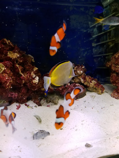 Pet Store «Petland Discounts - Liberty Avenue», reviews and photos, 119-08 Liberty Ave, South Richmond Hill, NY 11419, USA