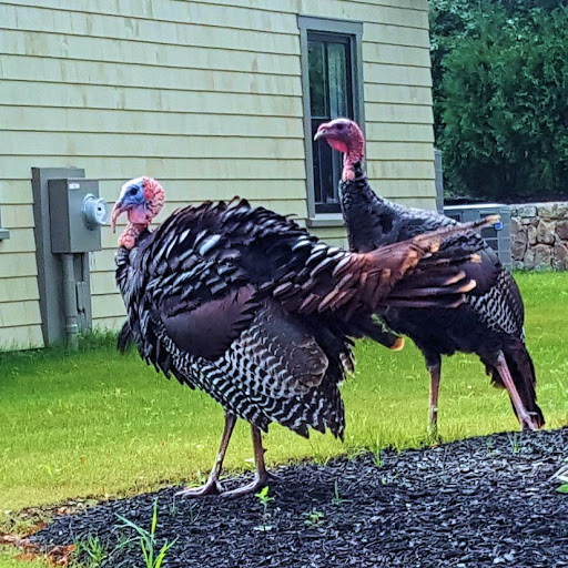 Supermarket «Super Stop & Shop», reviews and photos, 224 Elliott St, Beverly, MA 01915, USA