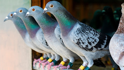 Margris Pigeons à Gennes-Ivergny