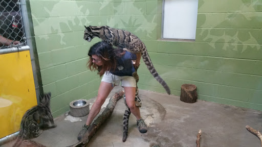 Tire Shop «Firestone Complete Auto Care», reviews and photos, 5907 6th Ave, Tacoma, WA 98406, USA