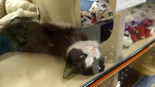 Pet Supply Store «PetSmart», reviews and photos, 1013 W University Ave, Georgetown, TX 78628, USA