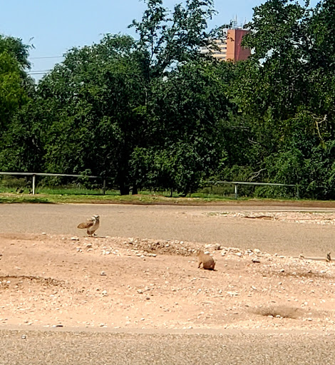 Wildlife Park «Prairie Dog Town», reviews and photos, MacKenzie Park Rd, Lubbock, TX 79401, USA