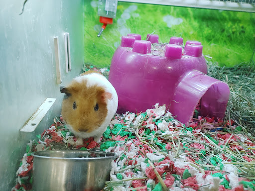 Pet Supply Store «PetSmart», reviews and photos, 175 Ranch Dr, Milpitas, CA 95035, USA