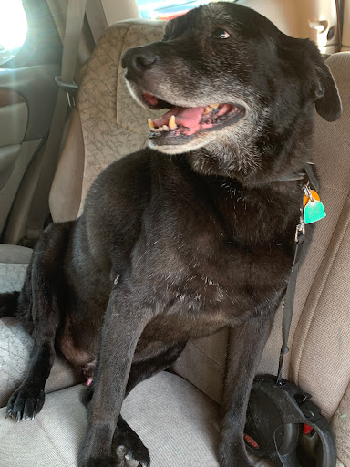 Pet Supply Store «Petco Animal Supplies», reviews and photos, 4030 N MacArthur Blvd #200, Irving, TX 75038, USA