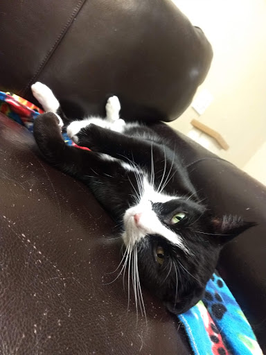 Pet Supply Store «Petco Animal Supplies», reviews and photos, 2784 W Peoria Ave, Phoenix, AZ 85029, USA