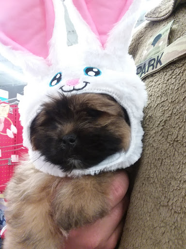 Pet Supply Store «Petco Animal Supplies», reviews and photos, 308 E Meighan Blvd, Gadsden, AL 35903, USA