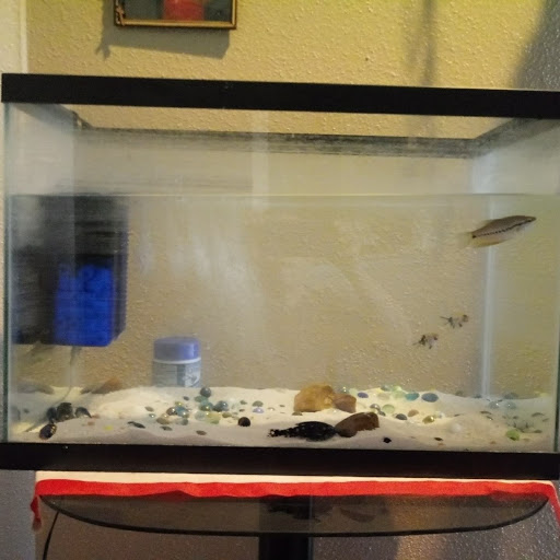 Tropical Fish Store «South Seas Aquatics Inc.», reviews and photos, 5440 Babcock Rd A133, San Antonio, TX 78240, USA