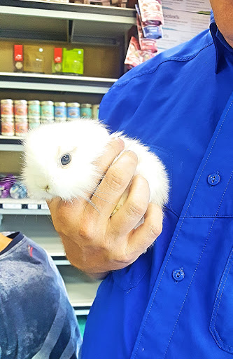 Dog Breeder «Petland Dunwoody», reviews and photos, 4733 Ashford Dunwoody Rd NE, Dunwoody, GA 30338, USA