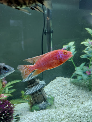 Tropical Fish Store «Azalea Aquariums», reviews and photos, 5112 Richmond Henrico Turnpike A, Richmond, VA 23227, USA