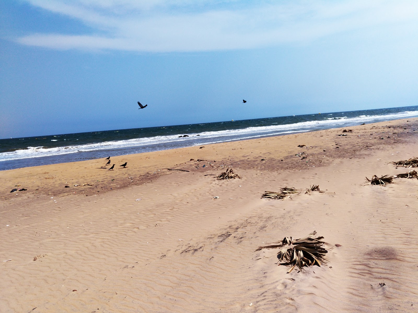 Foto van Thippalavalasa Beach wilde omgeving