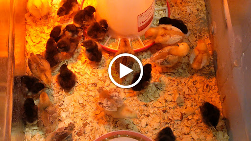 Home Improvement Store «Tractor Supply Co.», reviews and photos, 862 NJ-45, Pilesgrove, NJ 08098, USA