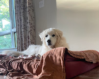 Beg n Bark Petsitting - Photo 2 - Car repair in Princeton, NJ, Trenton