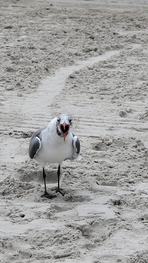 Park «Fox Park», reviews and photos, Ocean Ave, Wildwood, NJ 08260, USA