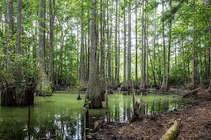 Francis Marion National Forest image