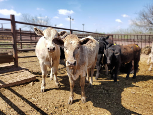 Livestock breeder Abilene