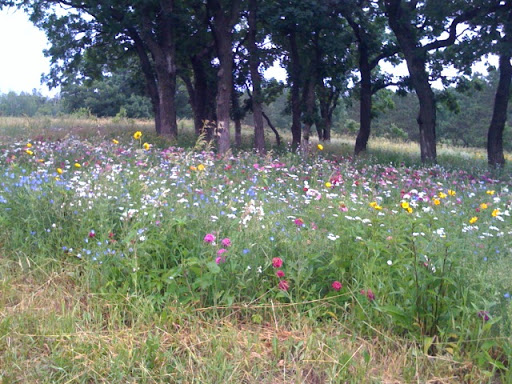 Golf Course «Bellwood Oaks Golf Course», reviews and photos, 13239 210th St E, Hastings, MN 55033, USA