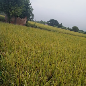 Omaxe New Chandigarh photo